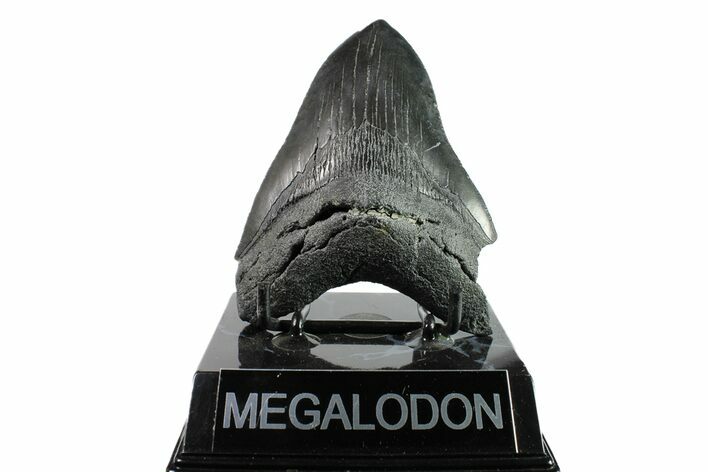 Serrated, Fossil Megalodon Tooth - South Carolina #153835